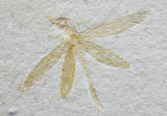 Fossil Dragonfly (Tharsophlebia) - Solnhofen Limestone #31384